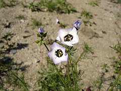 gilia tricolor